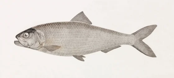 The Clupee of the Nilen
