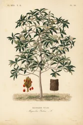 Lilytree eller Yulan magnolia, Magnolia denudata, Magnolia yulan, Magnolier yulan