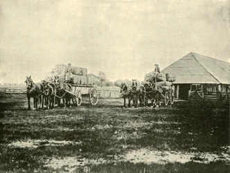 Loading Wool, Warrawooh Station, Wimmera, 1901.