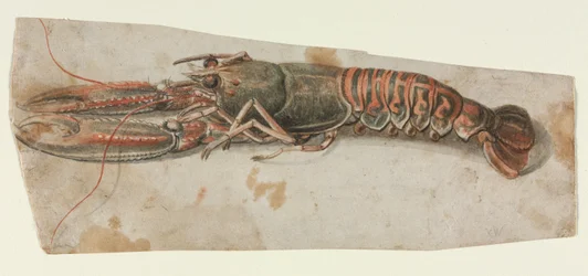 Hummer, 1600-tallet.