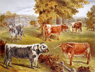 Longhorn-kvæg ejet af Sir John Harpur-Crewe, Calke Abbey, 1885