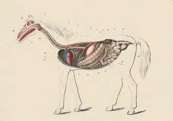 Hestens længdesnit, c1879.