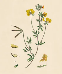 Lotus tenius. Slank Fuglefods Trefoil, 1800-tallet