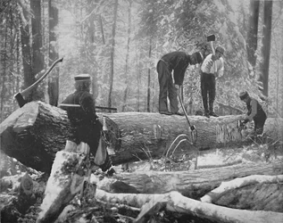 Tømmer ved Ottawa-floden, Canada, c1897.
