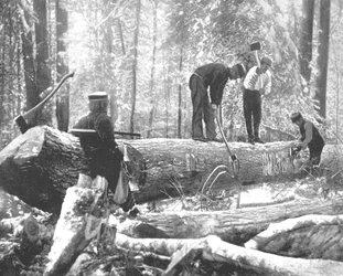 Tømmer ved Ottawa-floden, Canada, ca. 1900.