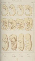 Pattedyrs embryoner, 1905