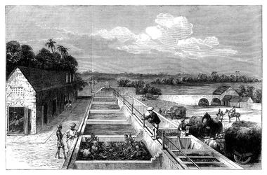 Fremstilling af indigo i Tirhoot Muzaffarpur, Nedre Bengal, 1869