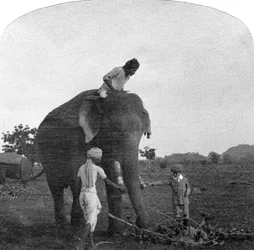 Mester Ekbal fodrer en elefant, Indien, 1900-tallet