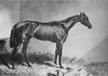 Mendicant, 1800-tallet, 1911