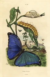 Menelausblå morphosommerfugl, Morpho menelaus, larve og puppe