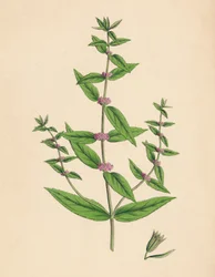 Mentha gracilis, var. ægte. Slank mynte, 1800-tallet
