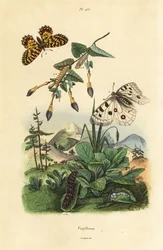 Bjerg Apollo sommerfugl, Parnassius apollo 1, og sydlig festoon, Zerynthia polyxena 2, larve og puppe