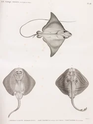 Mourine Kalveskind & Stribet Ray