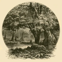 Oaks ved Bradgate, 1898.