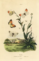 Orange spids sommerfugl, Anthocharis cardamines, puppe og larve 1 og blåplettet araber, Colotis phisadia phisadia 2