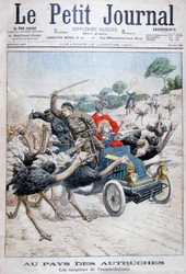 Strudse angriber en bil, Californien, USA, 1904