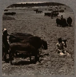 Okser træder majs, c1900