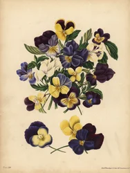 Stedmoderblomster, Pensees eller Heart