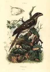 Papuansk frømund, Podargus papuensis Papuansk frømund