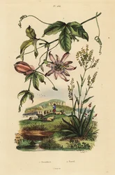 Passionsblomst, Passiflora uraniae 1 og farvestof, Isatis tinctoria 2