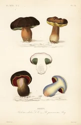 Penny bun eller porcini-svamp, Boletus edulis, og den uhyggelige bolete, Suillellus luridus, Boletus perniciosus