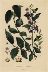 Persimmon, Dospyros khaki 1 og træhovea eller karryblå busk, Hovea elliptica Platychilum celsianum 2. Plaqueminier, Platychilier