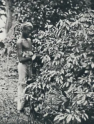 Plukker kaffe, 1916