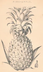 Pine-æble, c1800-tallet.