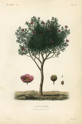 Pink klipperose eller grå klipperose, Cistus creticus, Ciste de Crete