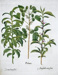 Pistacienød, laurbærtræ Laurus Nobilis og mandel, 1613
