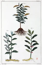 Lægeplanter, Kina