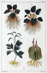Lægeplanter, Kina