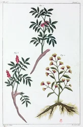 Lægeplanter, Kina