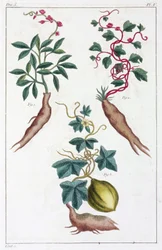 Lægeplanter, Kina
