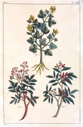 Lægeplanter, Kina