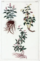 Lægeplanter, Kina
