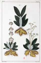 Lægeplanter, Kina