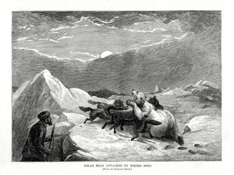 Isbjørn angrebet af eskimohunde, 1877