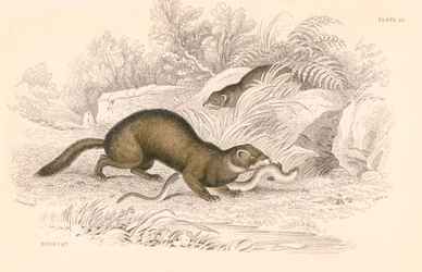 Polecat Mustela putorius, medlem af væselfamilien, 1828