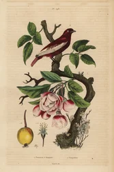 Pompadour cotinga, Xipholena punicea, på et æbletræ, Malus pumila, frugt, blomst Pompadour et pommier en buketter