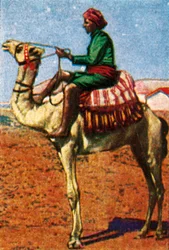 Post leveret af camel, Arabia, c1928.