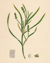 Potamogeton zosterifolius. Pondweed, 19. århundrede