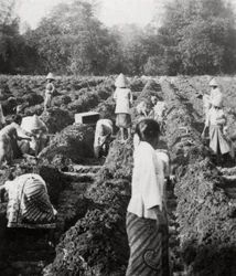 Klargøring af kunstvandingskanaler på en sukkerplantage, Java, Hollandsk Ostindien, 1927