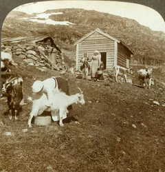 Smukke norske piger, der passer køer og geder på Haukeli Mts, Norge, c1905.