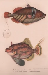 stikkende hornfisk Batistes aculeatus, Monacanthus bifilamentosus, ca. 1850