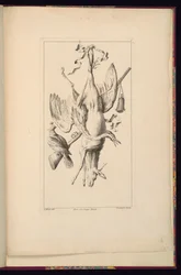 Print (Frankrig)