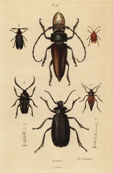 Psalidognathus friendii 1, Madre de la Culebra, Acanthinodera cumingii 2, Allocerus dilaticorne 3, Callipogos barbatus 4, Anacolus sanguineus 5 og Prionus flavipennis 6