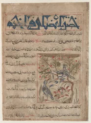 Kvaliteter af Ringdoves recto, Om fordelene ved vagtler verso..., ca. 1300.