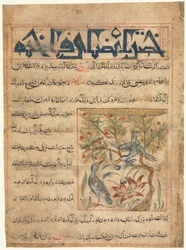 Egenskaber af Ringdoves recto fra en Manafi al-Hayawan om dyrenes brugbarhed, ca. 1300.