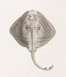 Stribet Ray